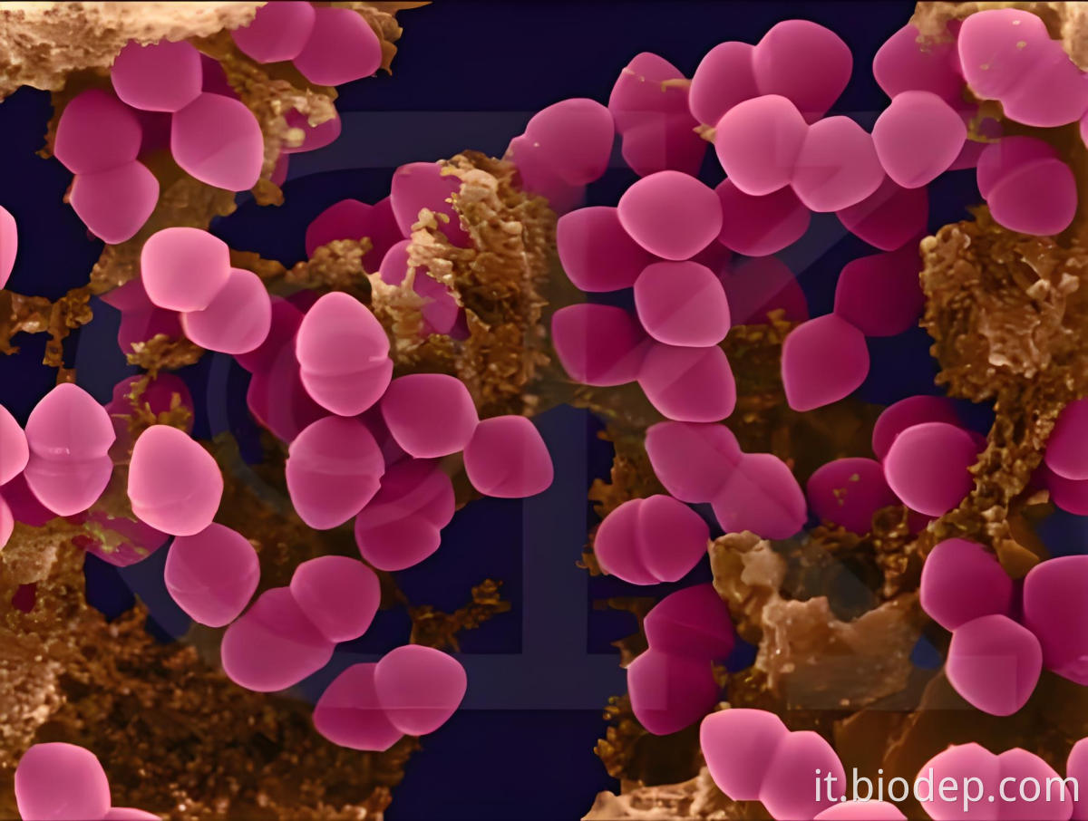 pediococcus acidolactici3